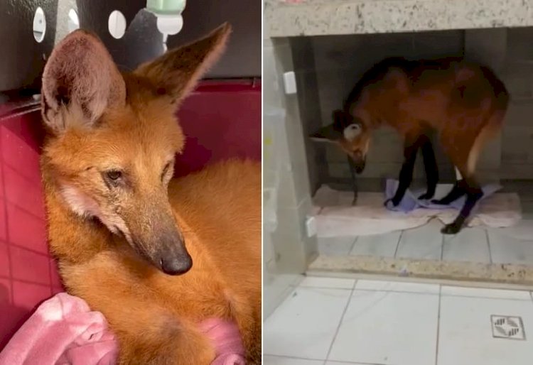 Loba-guará resgatada às margens da BR-101 no ES segue em reabilitação em Aracruz
