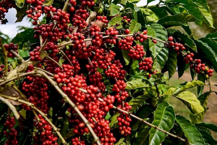João Neiva lança concurso de qualidade para café conilon